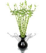 Send  Curly Bamboo to Goa