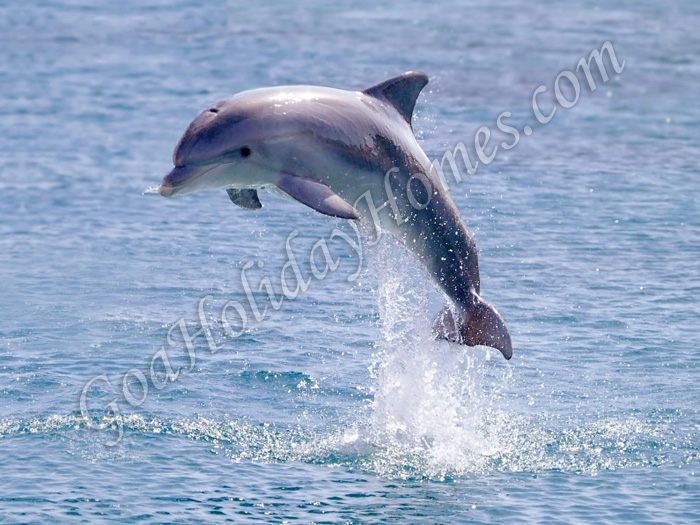 Dolphin Trip in Goa