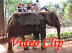 Video clip of Bondla Wildlife Sanctuary