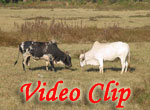 Video clip of Bull fight in Goa