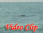 Video clip of Dolphin Trip
