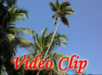 Video clip of The Coconut And The Cashew