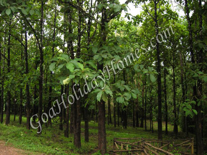 Goan Forests in Goa