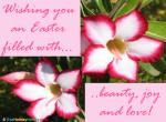 Easter Wishes