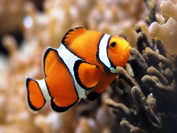 Abyss Marine Aquarium  in Goa