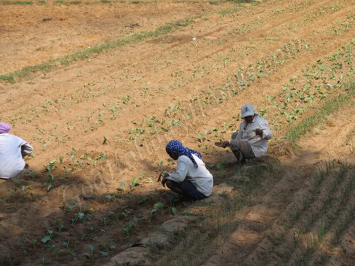 Agriculture in Goa in Goa