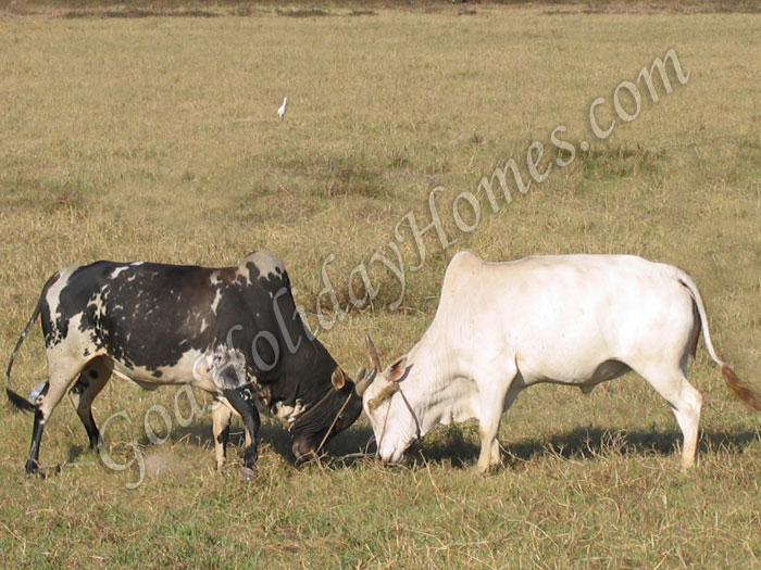 Bull fight in Goa in Goa