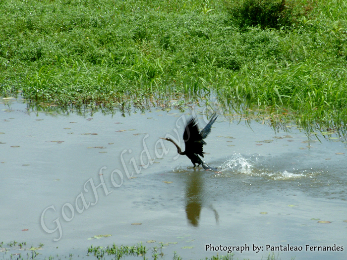 Carambolim Lake in Goa in Goa