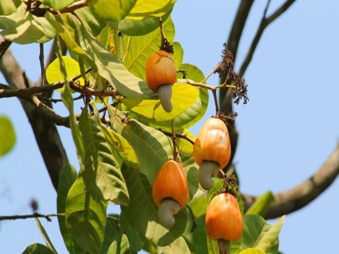 The Coconut And The Cashew in Goa