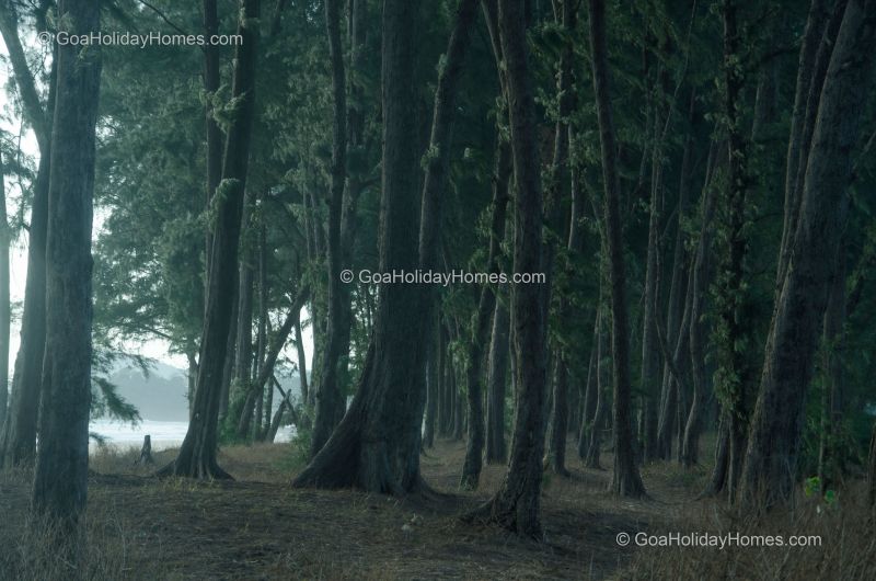 Galgibag Beach in Goa