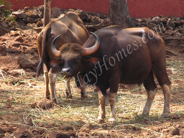 Bondla Wildlife Sanctuary in Goa