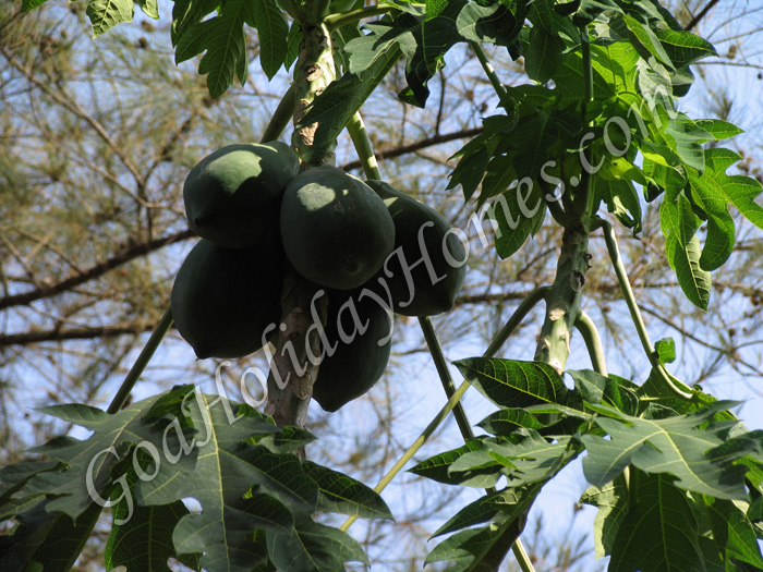 Ancestral Goa Museum / Big Foot in Goa