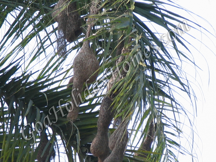 Loutolim in Goa