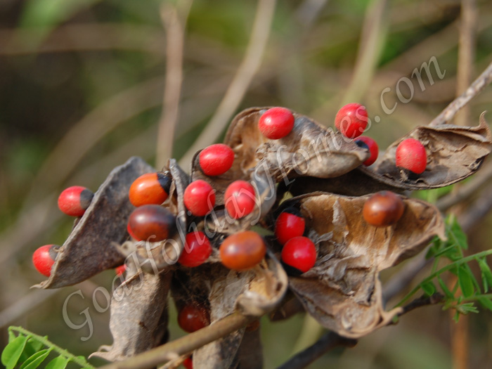 Wild Fruits & berries in Goa in Goa