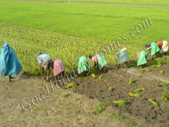 Karapur in Goa