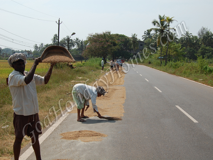 Saligao in Goa