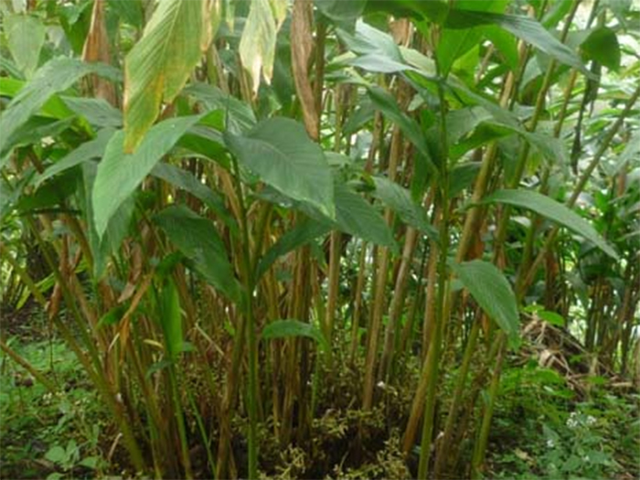 Tanshikar Spice Farm in Goa