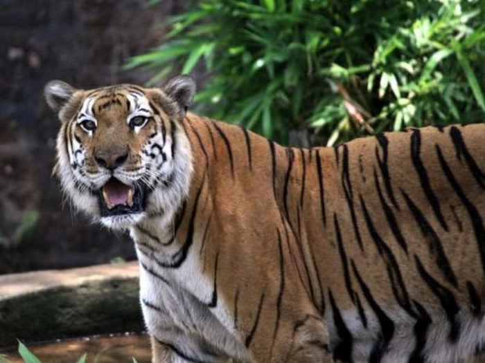 Wildlife Sanctuaries in Goa